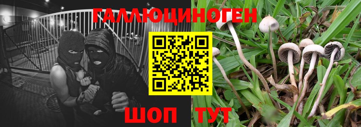 Артём  Псилоцибиновые грибы Psilocybe  Галлюциногенные грибы Psilocybine cubensis  Вход с VPN 